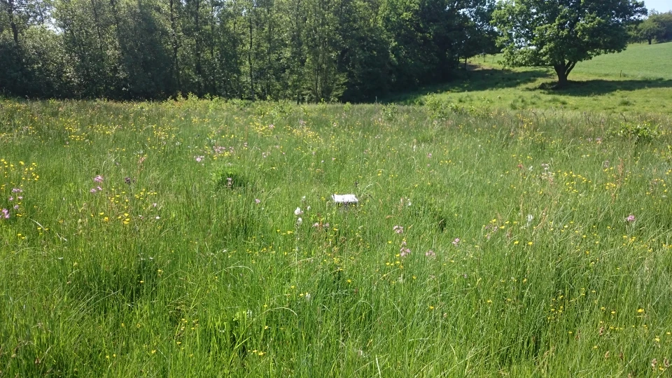 Eng med vilde blomster